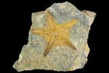 Ordovician Starfish (Petraster?) - Morocco #100131-1